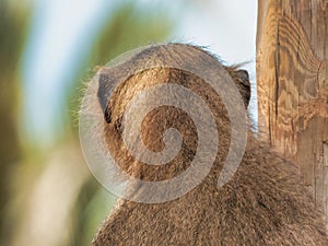 Back view of a hairy monkey with bokeh background