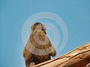 Back view of a hairy monkey with bokeh background