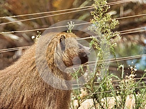 Back view of a hairy monkey with bokeh background