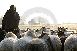 Back view of a herd of sheep with a shepherd in the winter sun