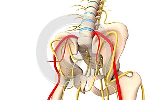 back view of human lumbar vertebra