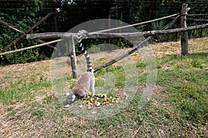 Back view on a katta feeding fruits on a grass area