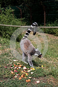 Back view of a katta in a zoo in germany