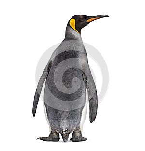 Back view of a King penguin