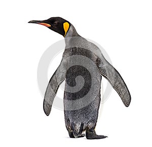 Back view of a king penguin