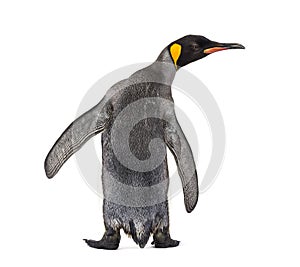 Back view of a king penguin