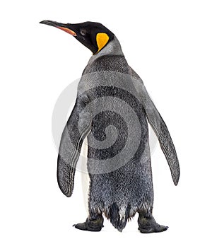 Back view of a king penguin