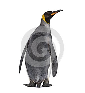 Back view of a King penguin