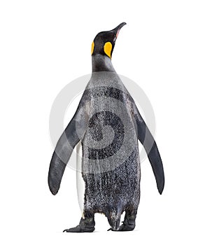 Back view of a King penguin looking up