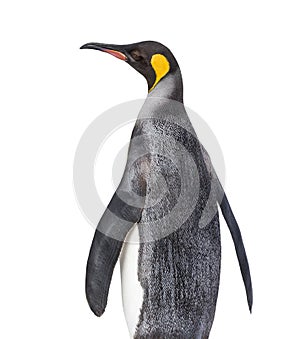 Back view of a King penguin looking up