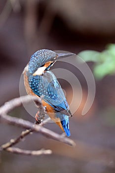 Back view of the kingfisher.