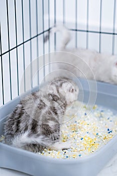 Back view kitten sits in the litter box. Scottish kitten pees in her litter box.