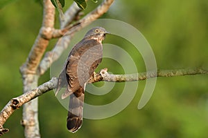 Back view of Large hawk cuckoo, Hierococcyx sparverioides, while perching on tree branch expose on sunshine over green environment