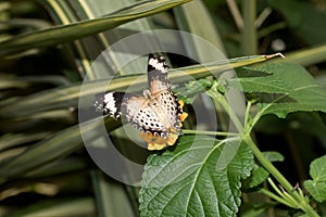 Back view of a leopards net falter spreading out its wings sitting on an orange blossom