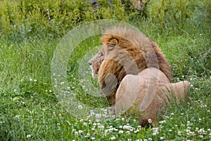 Back view of a lion