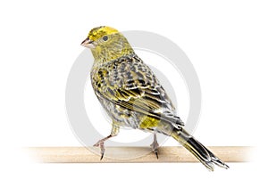 Back view of a lizzard canary on a wooden perch lokking at the c