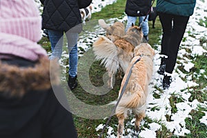 back view of lovely dogs and women walking in the snow, volunteers concept