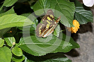 Back view of a malachit falter sitting on a green leaf photo