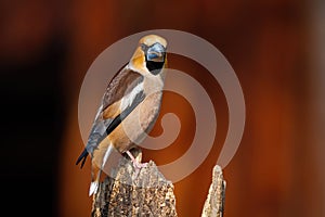 Back view of male hawfinch turning around and facing camera