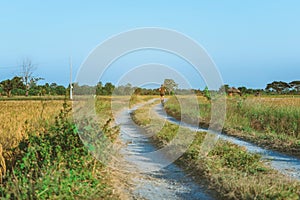 Back view of man running and exercising on the path through the rice fields