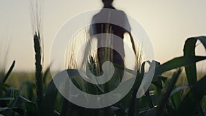 Back view man walking wheat field on sunrise. Farmer running hand over ears.