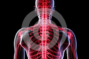 Back View of Mans Skeleton, Anatomy and Structure of the Human Spine, human spine and spinal cord in red, xray, AI Generated