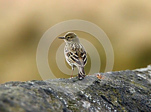 Back view of meadow pipit on stone wall