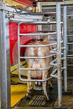 Back view. Milking the cows with a fully automated milking robot