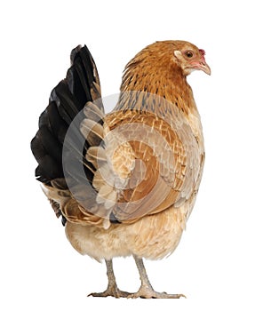 Back view of a Hen