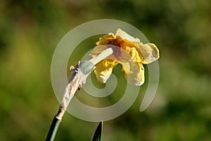 Back view of Narcissus or Daffodil bulbiferous plant with partially dried shriveled bright yellow flower