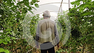 Back view of old man examining blackberry bushes, foreseeing fruitful harvest