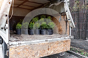 Back view of open cargo truck van body delivering from nursery plants and tree seedlings for gardening city park or