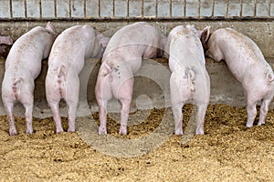 Back view of pigs feeding in organic rural farm agricultural. Livestock industry