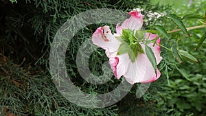 Back view of a pink hibiscus flower in the garden