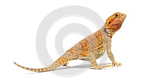 Back view of a Pogona looking up, agame barbu photo