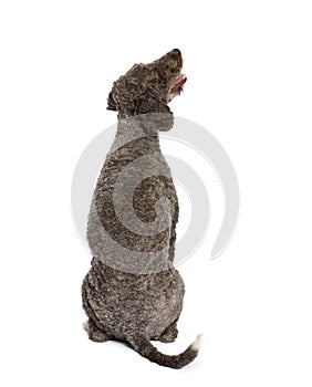 Back view of a Rear view of Spanish water spaniel.