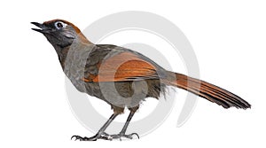 Back view on a Red-tailed Laughingthrush tweeting, looking up