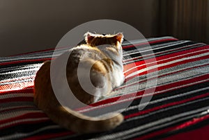 Back view of red and white cat lying on the bed.