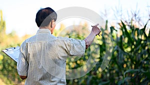 Back view of senior farmer standing in corn field examining crop at sunset. Agribusiness concept