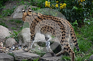 back view of the serval