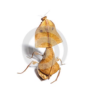 Back view showing eyespots of a Female dead leaf mantis deroplatys truncata, isolated on white