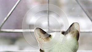 Back view of Siamese cat sitting next window with curiousness watching things outside background