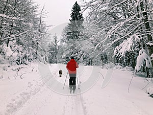 Back view of a skier and a dog sliding on a snowy road through the woods