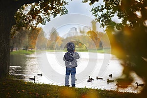Back view of small little boy looking at the pond with ducks in the city park. Autumn time. Ducks swim in the pond