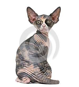 Back view of a Sphynx kitten isolated on white