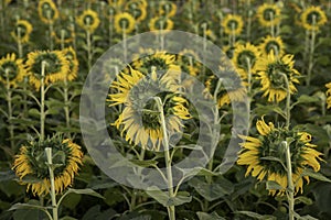 Back view of Sunflower field