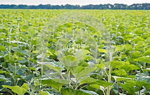 Back view of a sunflower field. Selected Focus