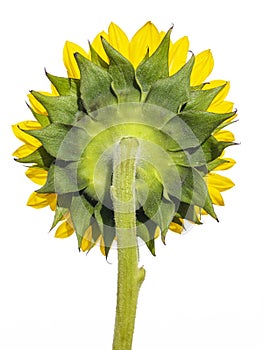 Back view of a sunflower in full bloom