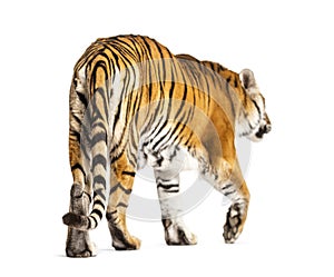 Back view of a tiger walking ok going away, big cat, isolated