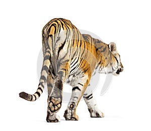 Back view of a tiger walking ok going away, big cat, isolated
